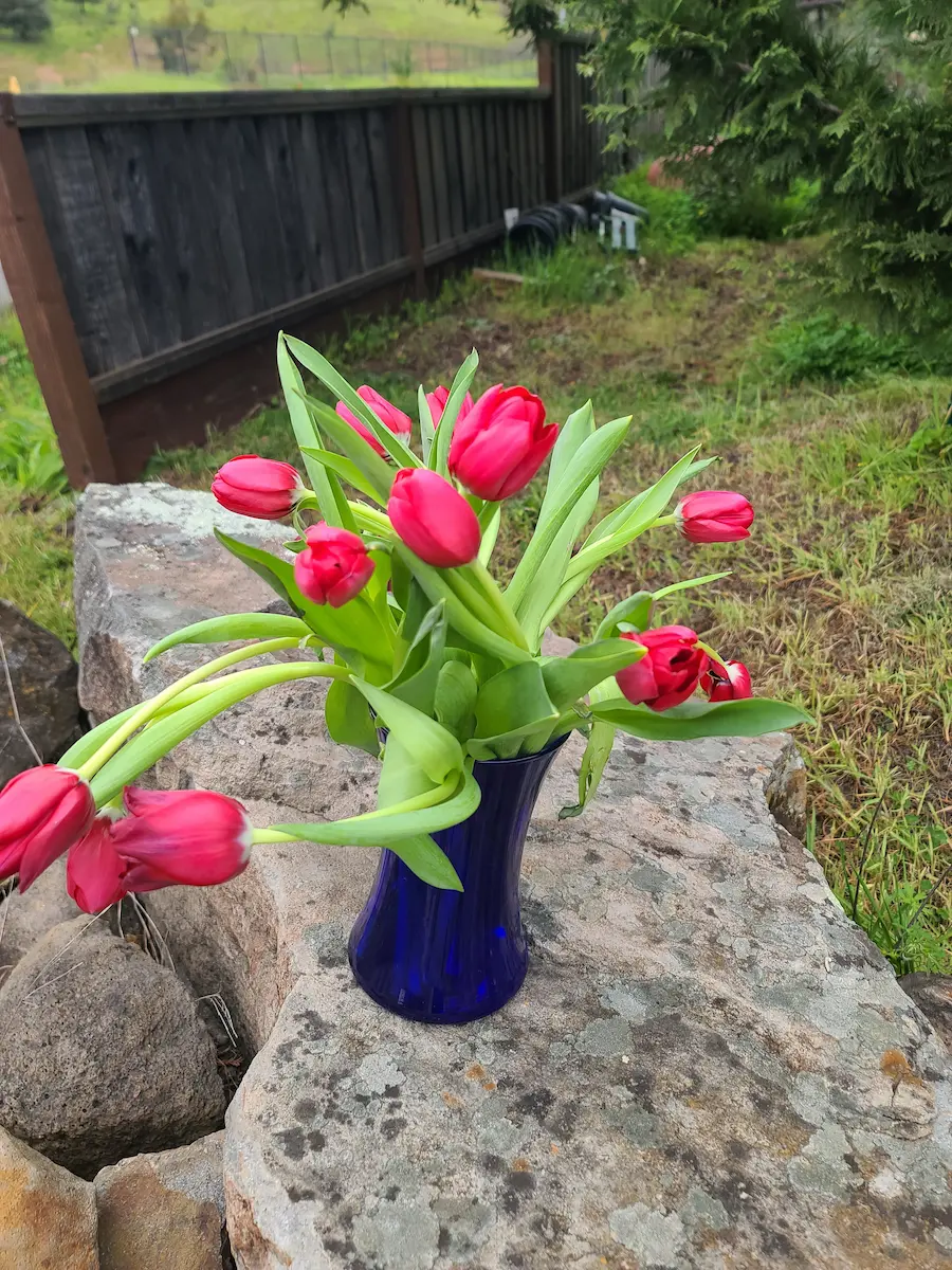 Modern Tulip3 side